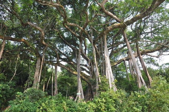 Bán đảo Sơn Trà - Bản giao hưởng thiên nhiên và đô thị